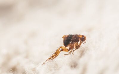 Blog 10 A Comprehensive Guide to Identifying Flea Bites on Dogs