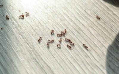 Say Goodbye to Ants: How to Get Rid of Ants in Yards