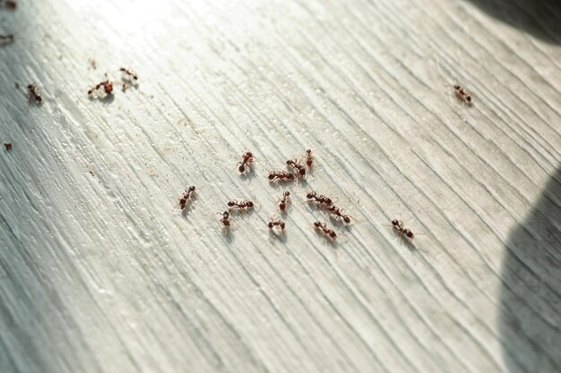 get rid of ants in yards