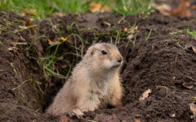 Blog 6 Gopher Holes 101: Understanding Burrowing Rodents