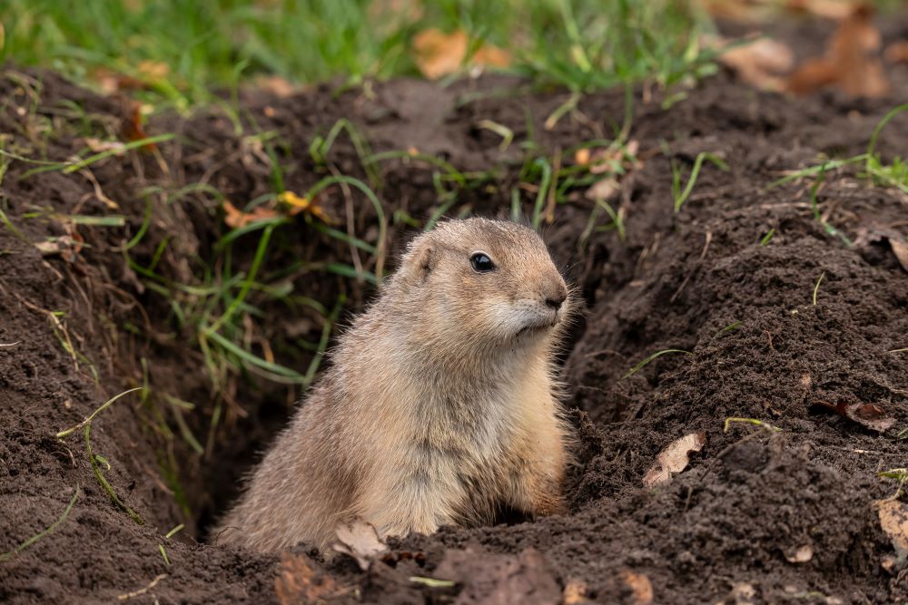 gopher holes