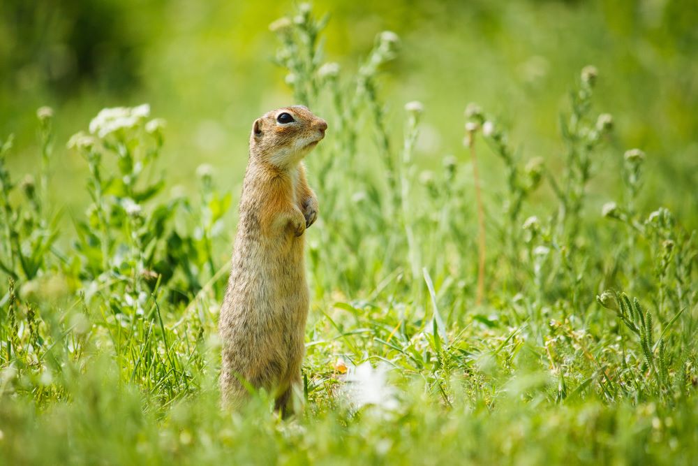 gopher mesh