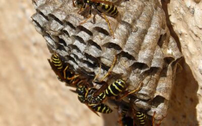 Is it Safe to Remove a Wasp Nest in Winter? Safe Pest Control