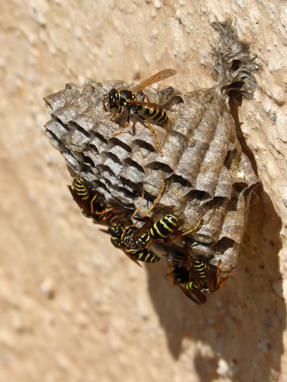 hornets nest g285633c44 1280