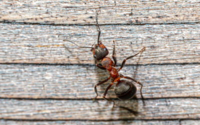 How to Get Rid of Ants from Carpet – 6 Great Tips