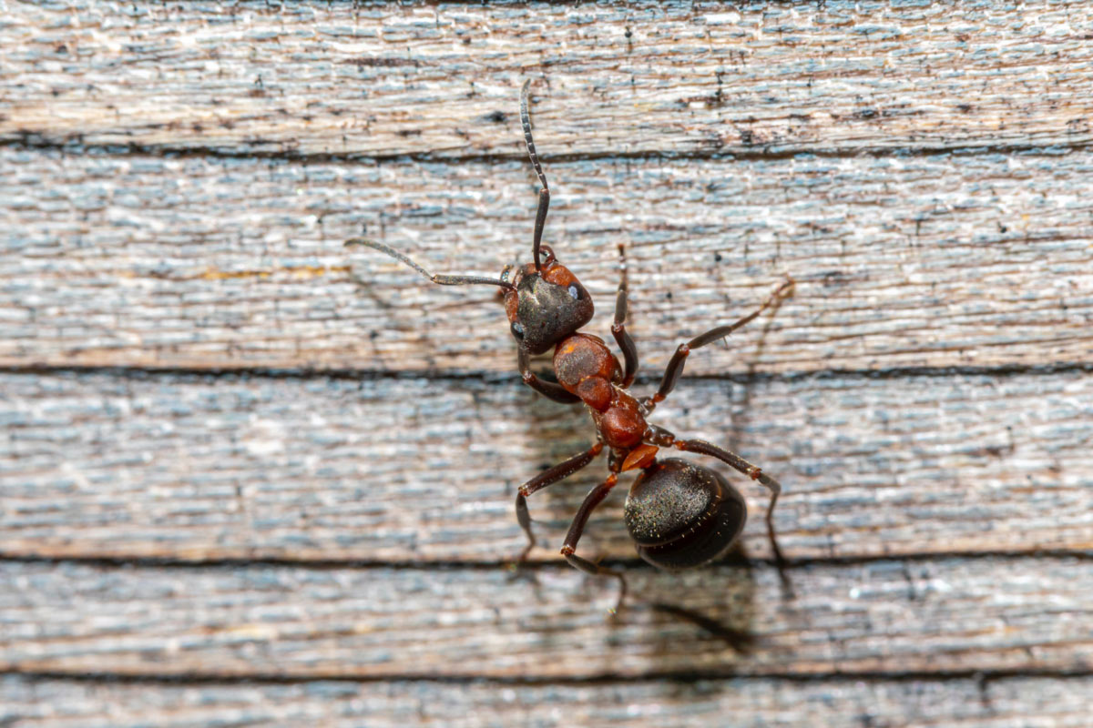 how to get rid of ants on carpet