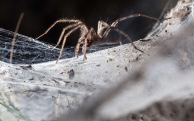 How to Get Rid of Spiders in Your Basement – 4 Proven Steps to Remove Spiders