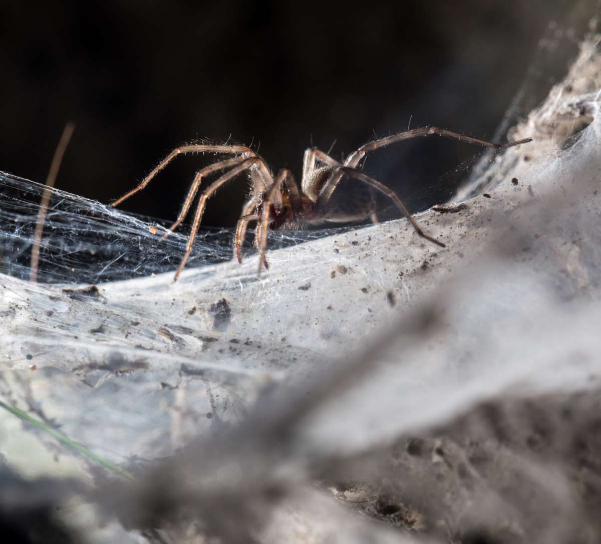 how to get rid of spiders in your basement