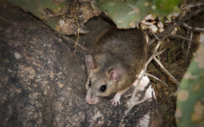 How to Get Rid of Wood Rats in Douglas & Lincoln County – Our 7 Tips