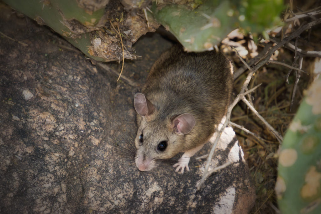 how to get rid of wood rats 1024x683 1