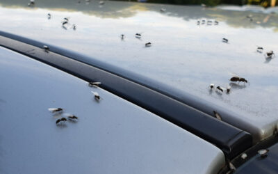 How to Get Rid of Ants from Cars – 6 Proven Tips