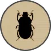 ico beetles