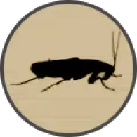 ico cockroaches