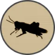 ico crickets