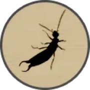 ico earwigs