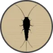 ico silverfish