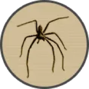 ico spiders