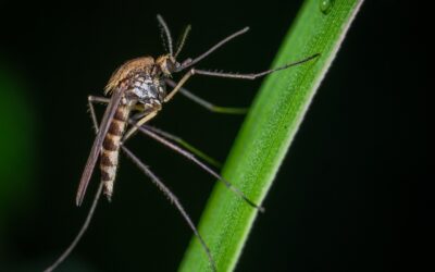 Does Aloe Vera Help Mosquito Bites: 9 Remedies for Painful Bites