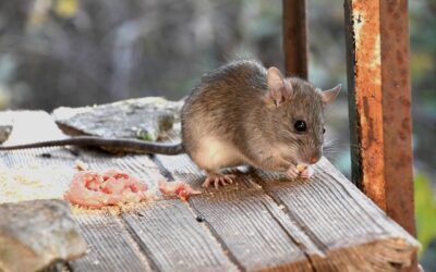 Rodent Diets: Do Mice Eat Roaches?