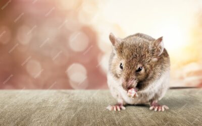 Rodents in Attic – Infestation Causes and Solutions