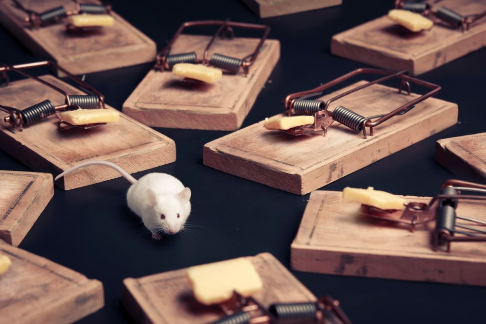 mouse trap