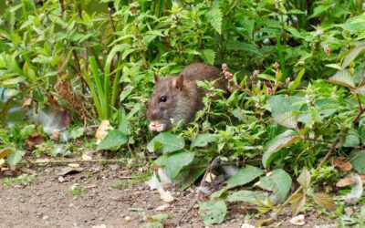 Organic Pest Control: Peppermint Oil for Rats