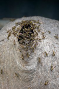 Yellowjackets pouring out of a yellowjacket hive