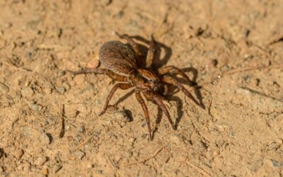 Blog 6 Wolf Spider vs Brown Recluse: The Differences You Should Know About