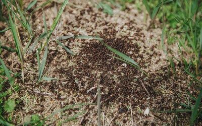 How to Get Rid of Cornfield Ants: 6 Tips for Pest Removal