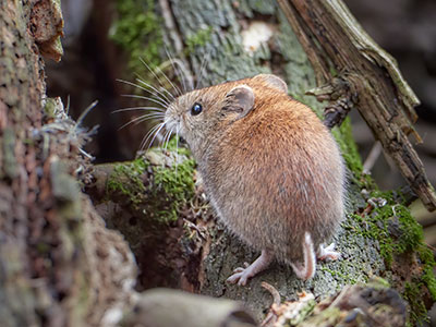 pic pests voles gophers