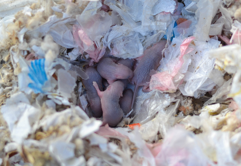 Baby,Mouse.,Newborn,Mice.,Newborn,Rats,In,Nest.,Newborn,Baby