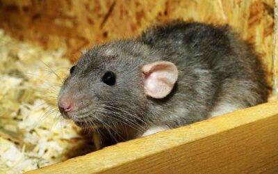 How to Get Rid of Rat Urine Smell: A 10 Step Guide