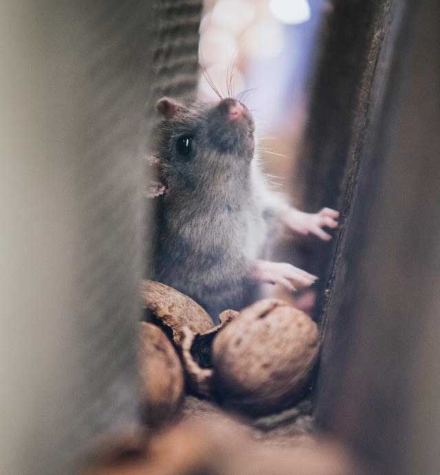 rat2