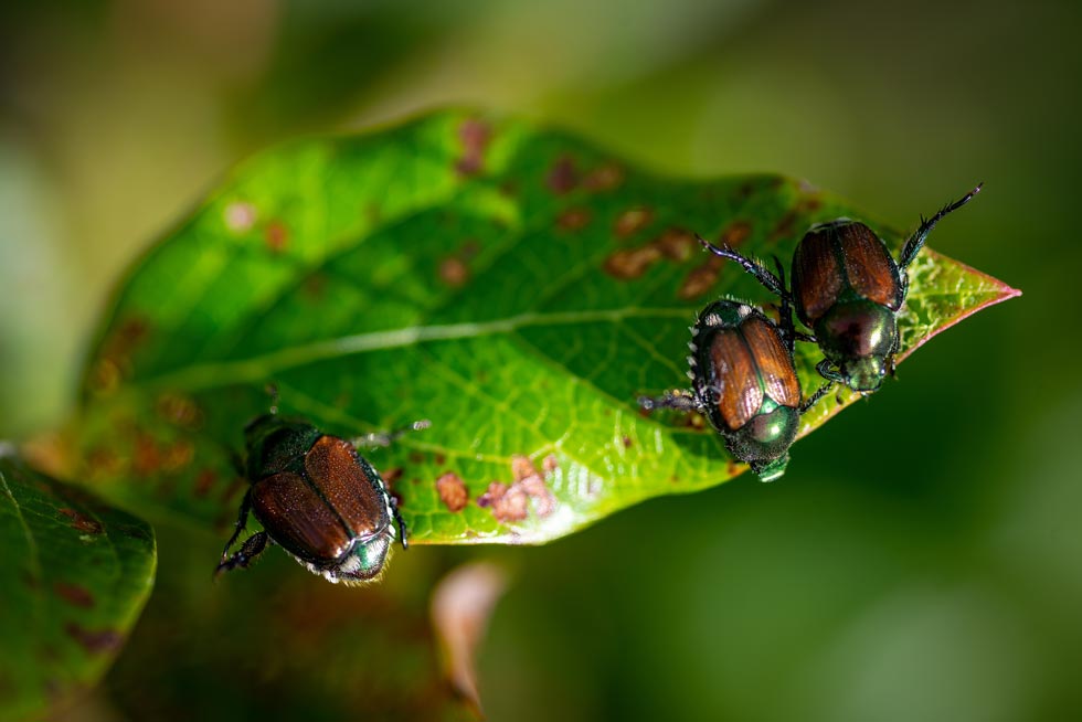 recon japanese beetle exterminator services