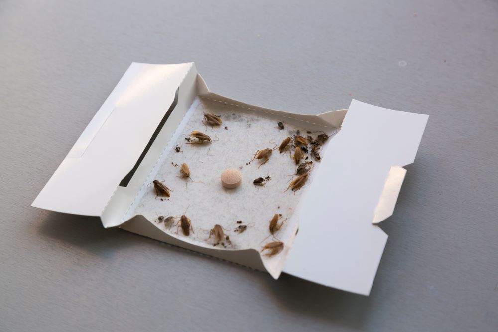 roach glue traps