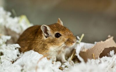 Voles vs Mice: Important Differences and How to Identify Them