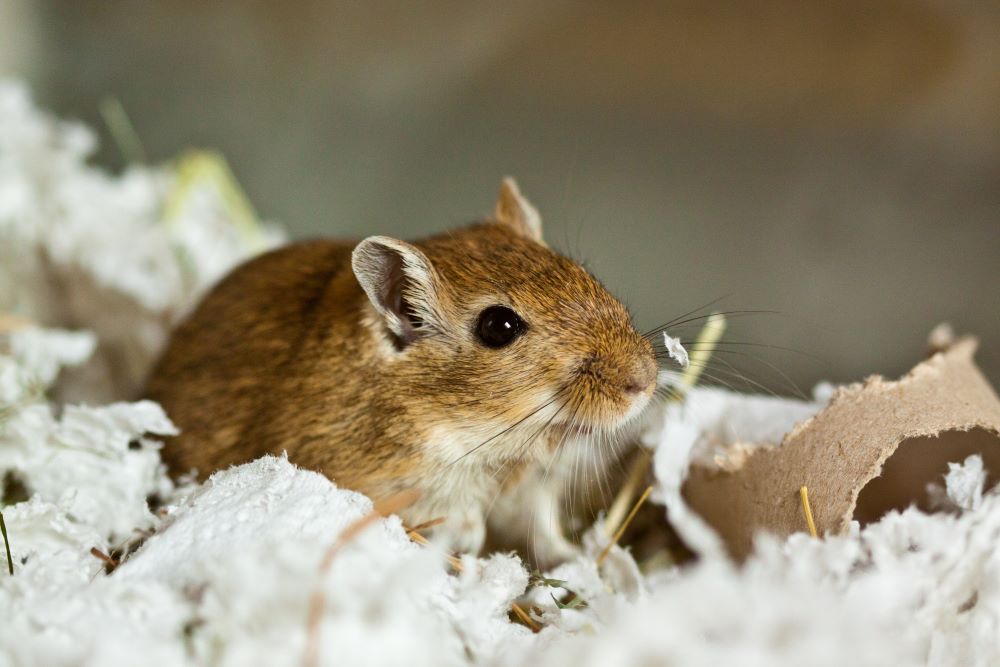 rodent droppings clean up