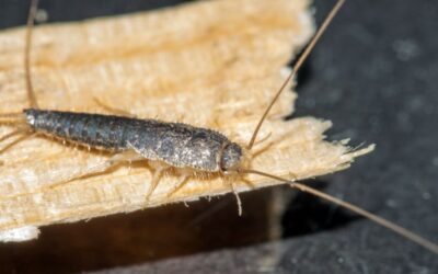Unveiling the Mystery: What Do Silverfish Eat? An In-depth Analysis