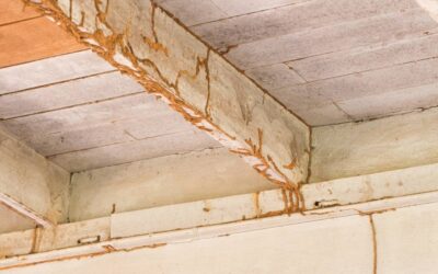 Termite Trouble – 6 Easy Ways to Deal with Termite Droppings From Ceiling