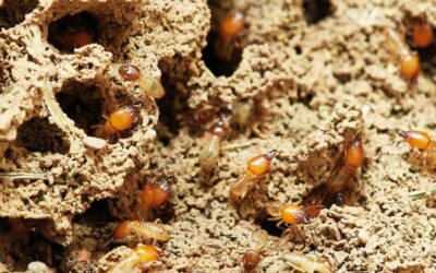 Termites in Mulch: Protect Your Douglas & Lincoln County Garden