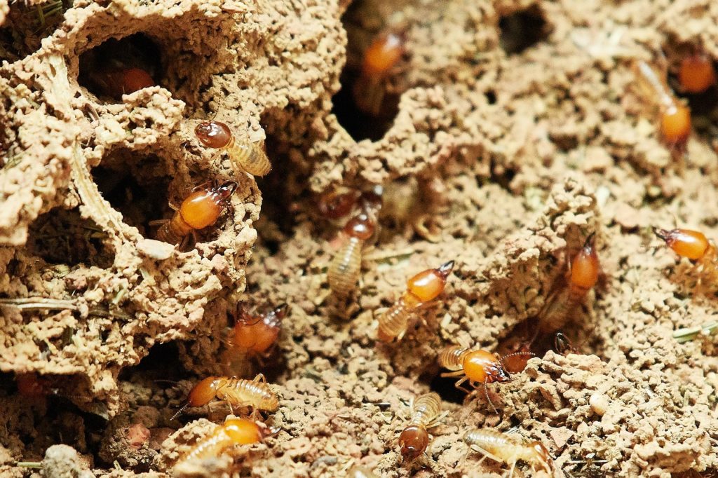 termites g742b03023 1280 1024x682 1