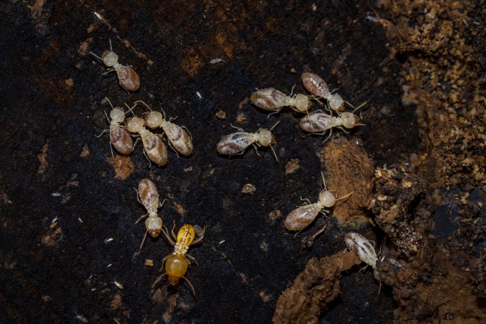 termites in mulch