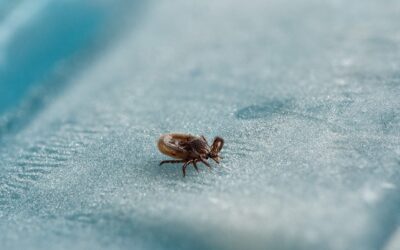 Ticks in Nebraska: Identification, Prevention, and Treatment