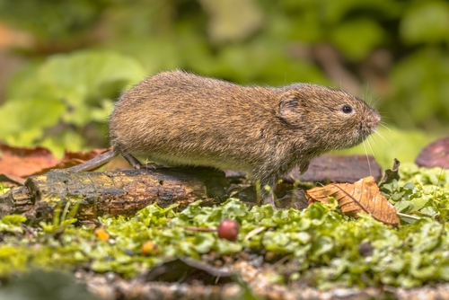 Field,Vole,Or,Short tailed,Vole,(microtus,Agrestis),Walking,In,Natural Field,Vole,Or,Short tailed,Vole,(microtus,Agrestis),Walking,In,Natural