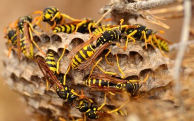 Blog 3 The Wasp Life Cycle – Stages of Wasp Development