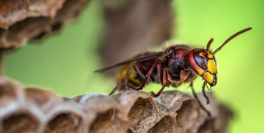 wasp nest