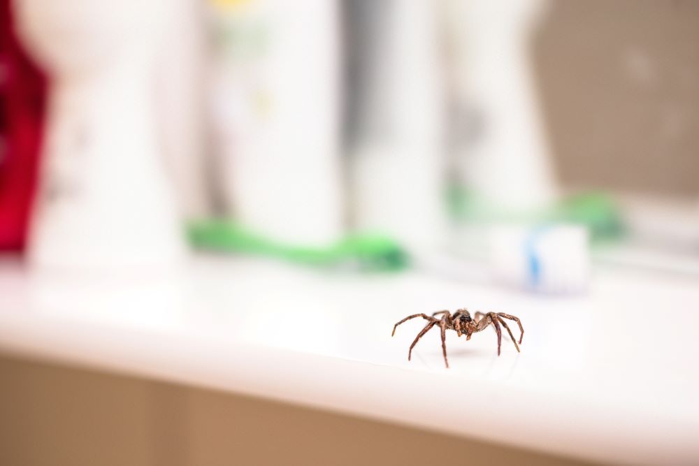 what are spiders attracted to