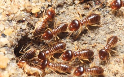 What do Termite Holes in the Ground Look Like? – Identifying Termite Infestations