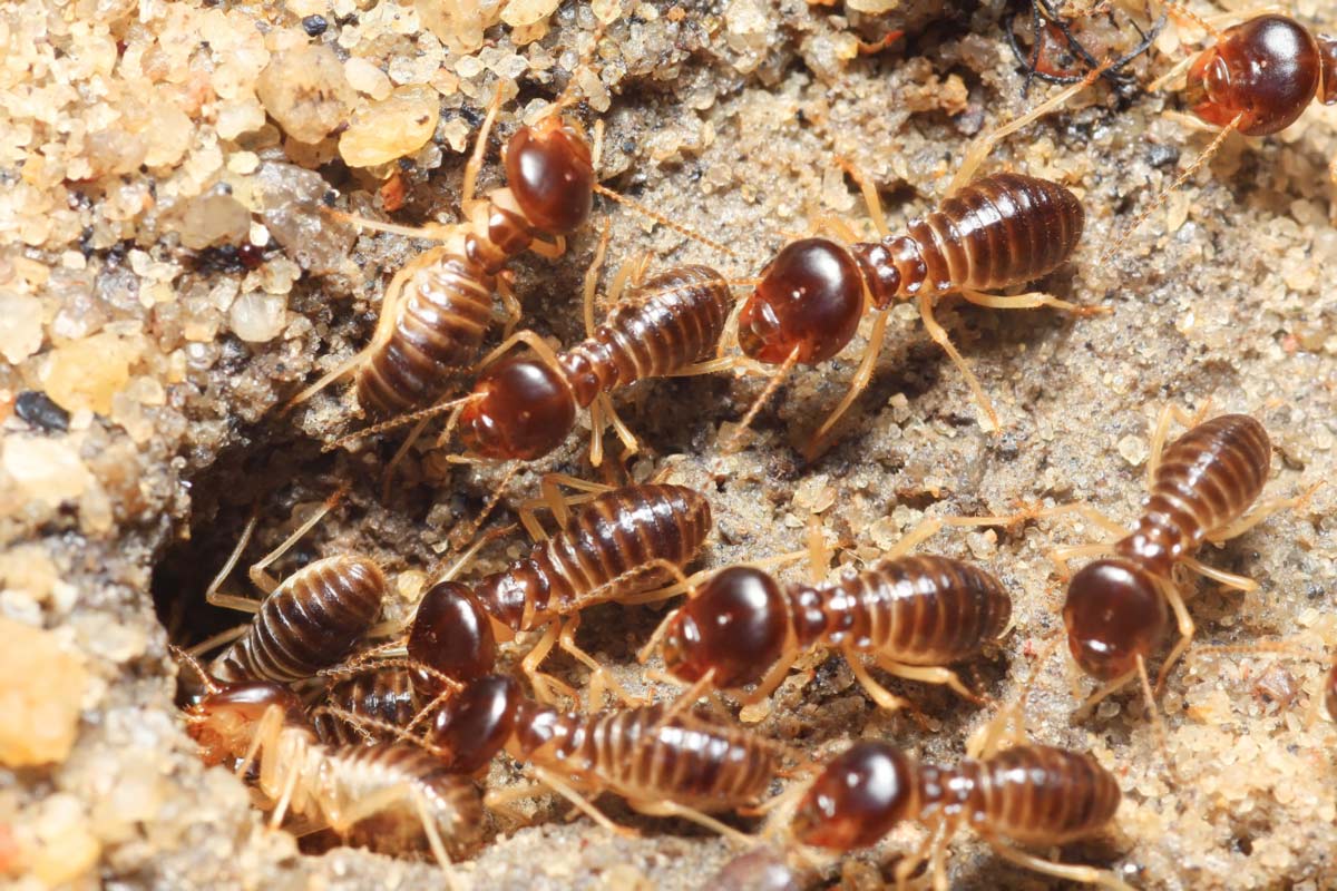 what do termite holes in the ground look like