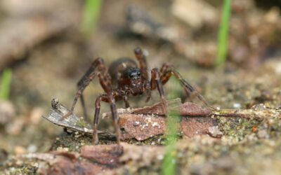 A Comprehensive Guide on Wolf Spiders in Nebraska